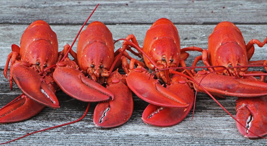 Maine Lobster Dip